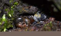 Image of common crystal snail