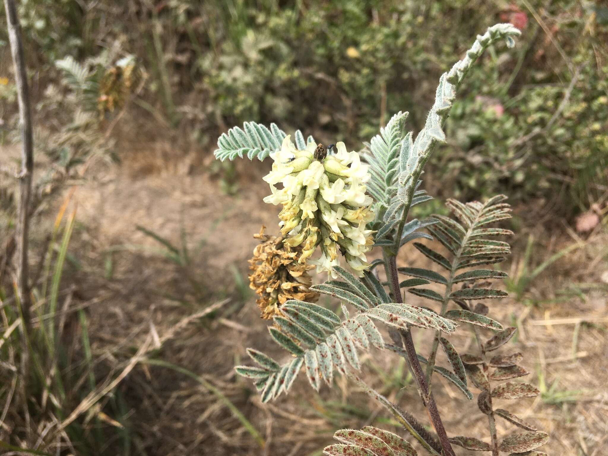 Imagem de Astragalus pycnostachyus A. Gray