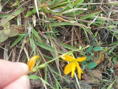 Plancia ëd Echeandia formosa (Weath.) Cruden