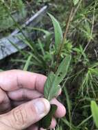 Image of Seaside Primrose-Willow