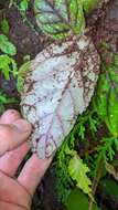 Image of Gloxinia erinoides (DC.) Roalson & Boggan