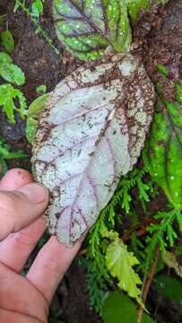 Image of Gloxinia erinoides (DC.) Roalson & Boggan