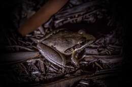 Litoria latopalmata Günther 1867的圖片