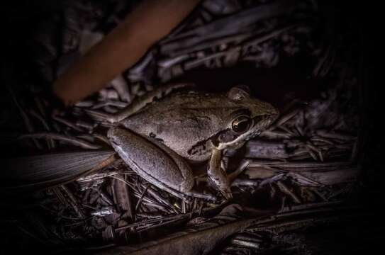 Image of Broad-palmed Rocket Frog