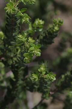 Morella cordifolia (L.) D. J. B. Killick resmi