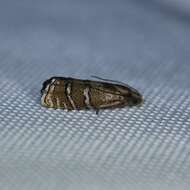 Image of Eastern Pine Seedworm Moth