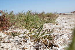 Image of Salicornia borysthenica N. N. Tzvelev