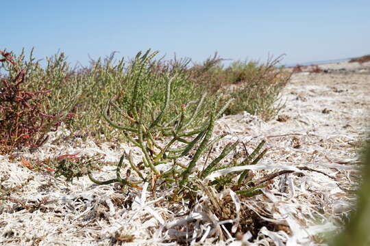 Image of Salicornia borysthenica N. N. Tzvelev