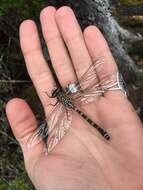 Image of Tasmanian Darner