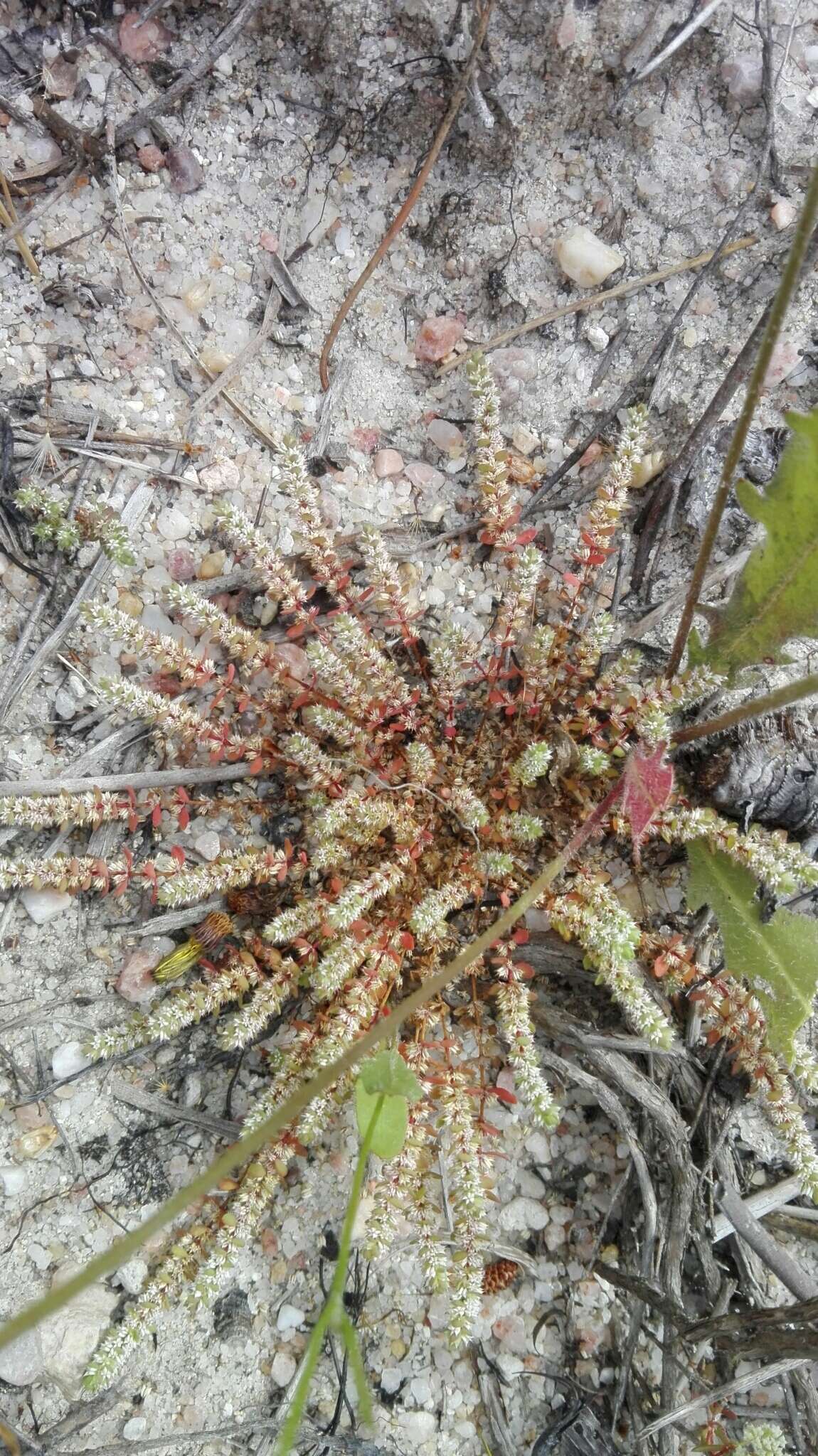 Image of coral necklace