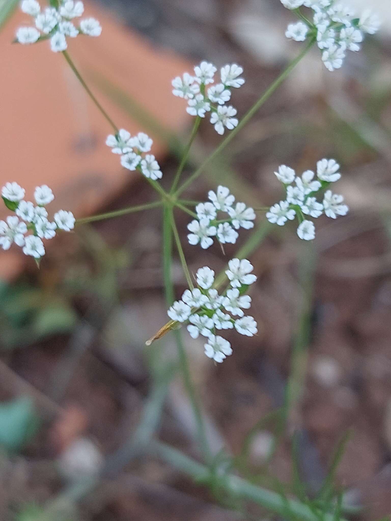 Image of Ammoides pusilla (Brot.) Breistr.