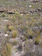 Image of Leucadendron diemontianum I. J. M. Williams