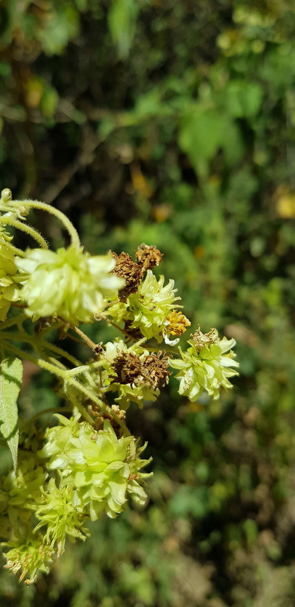 Image of Montanoa leucantha subsp. arborescens (A. P. DC.) V. A. Funk