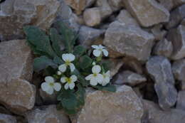 Imagem de Arabis farinacea Rupr.