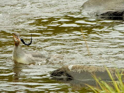 Image of river lamprey, lampern