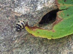 Image of Coccinella trifasciata perplexa Mulsant 1850