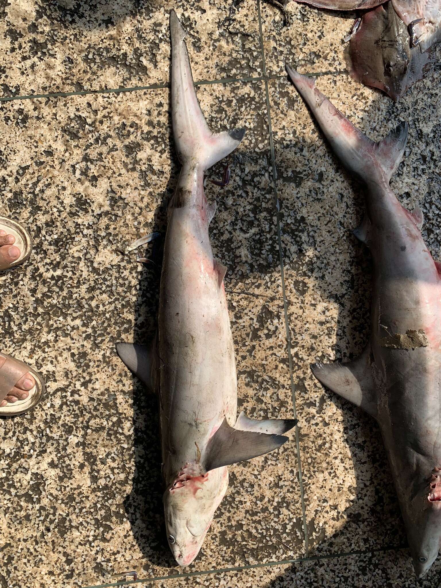 Image of Spottail Shark