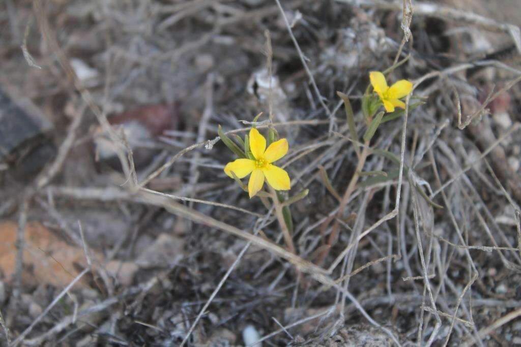 Image of Talinum lineare Kunth