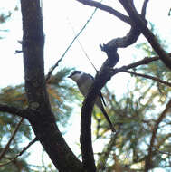 Image of Ryukyu Minivet