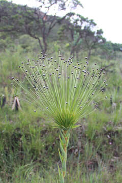 Image of Paepalanthus chiquitensis Herzog