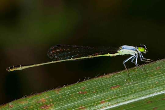 Image of Agriocnemis exsudans Selys 1877