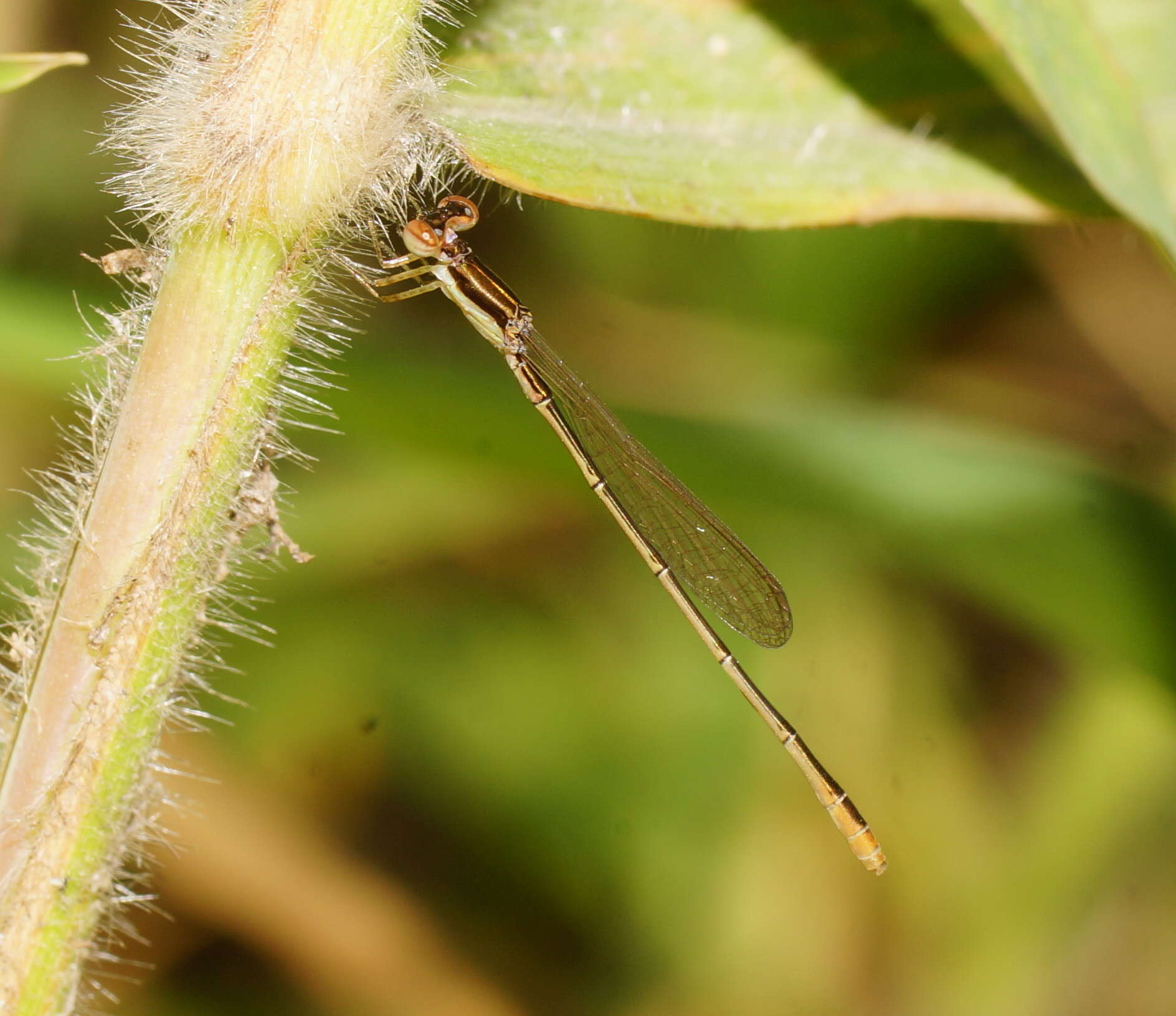 Imagem de Agriocnemis pygmaea (Rambur 1842)