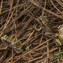 Image of Haitian Robber Frog