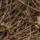 Plancia ëd Eleutherodactylus amadeus Hedges, Thomas & Franz 1987