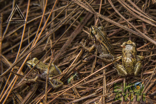 Imagem de Eleutherodactylus amadeus Hedges, Thomas & Franz 1987