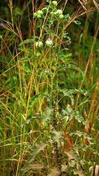 Image of Baccharoides adoensis (Sch. Bip. ex Walp.) H. Rob.