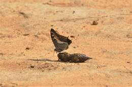 Image of Charaxes castor flavifasciatus Butler 1895