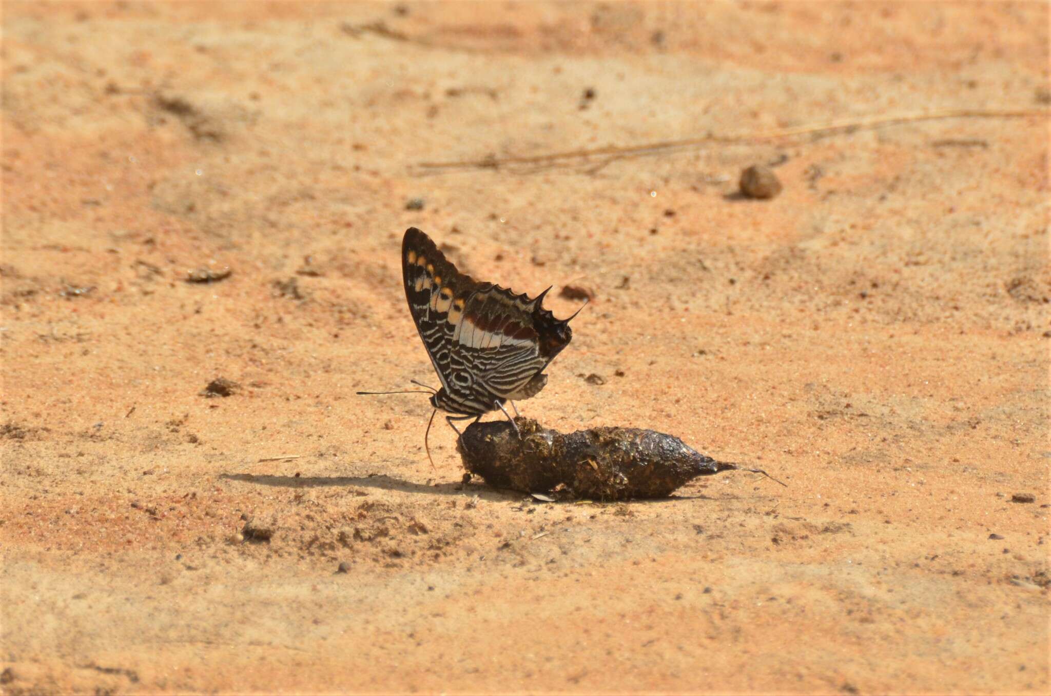 Imagem de Charaxes castor flavifasciatus Butler 1895