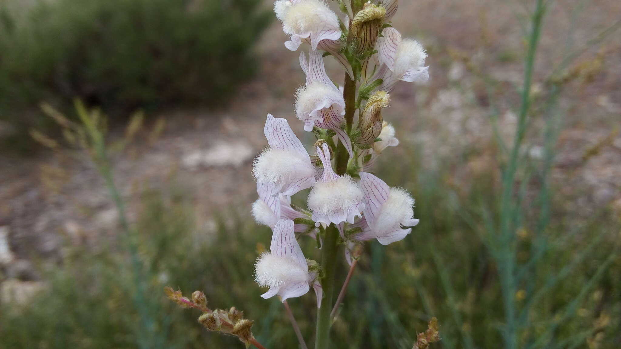 Image of Linaria nivea Boiss. & Reuter