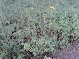 Image of Potentilla longifolia Willd.