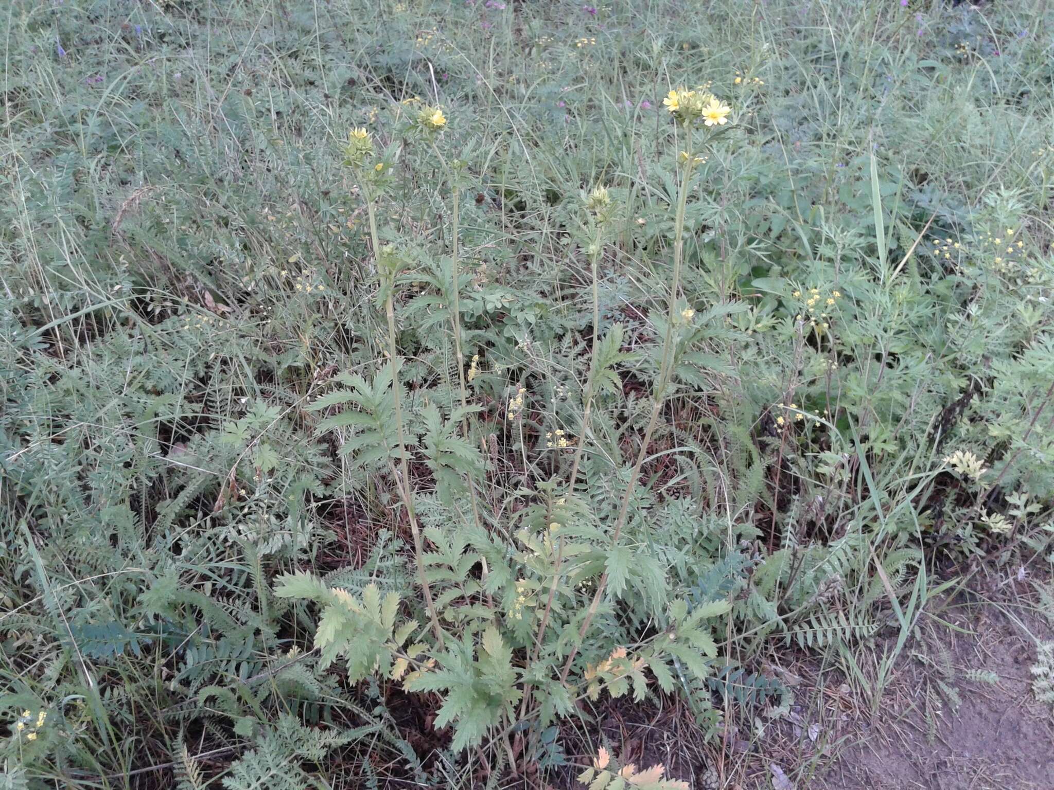 Image of Potentilla longifolia Willd.