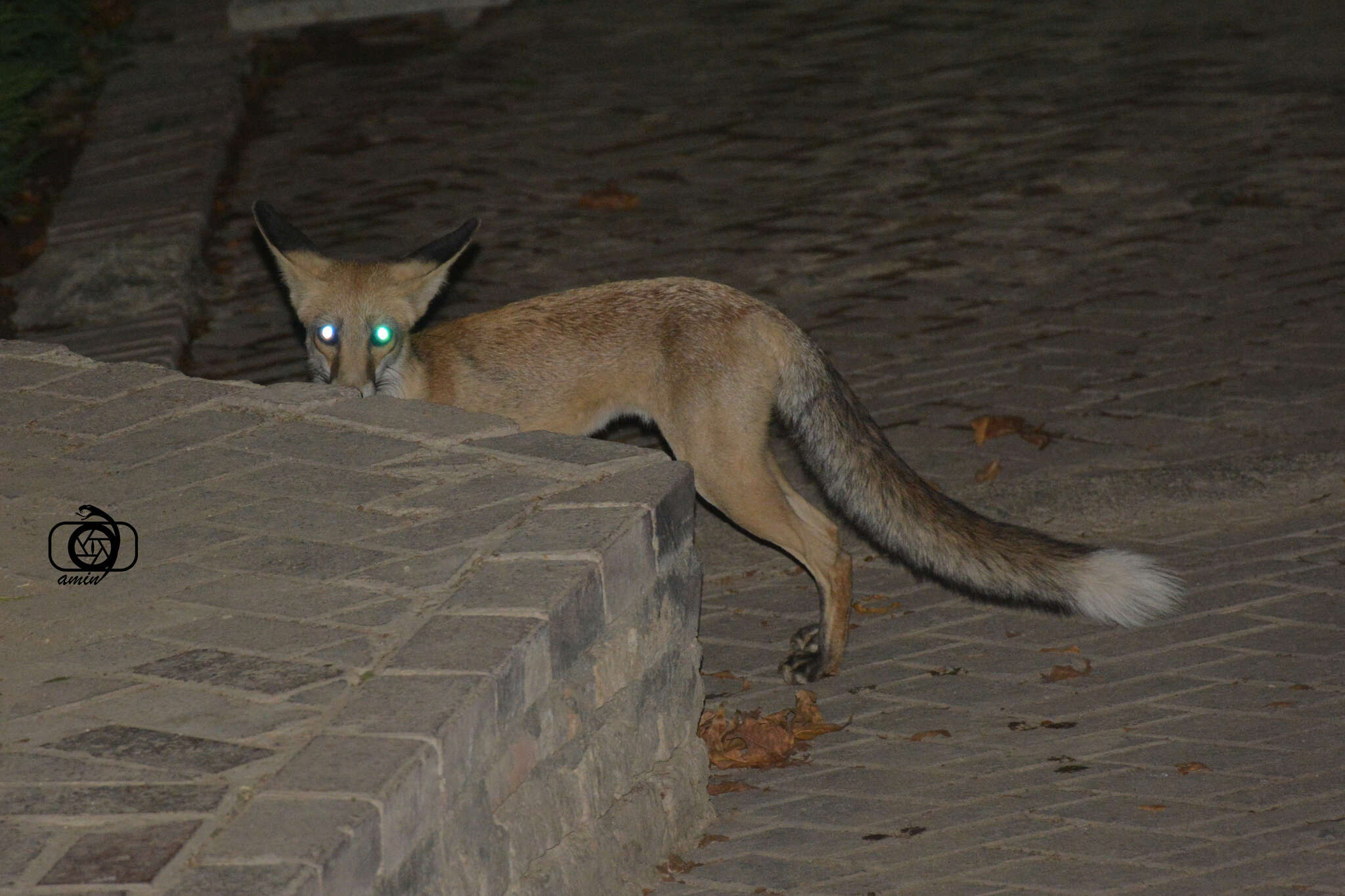 Image of Turkmenian fox