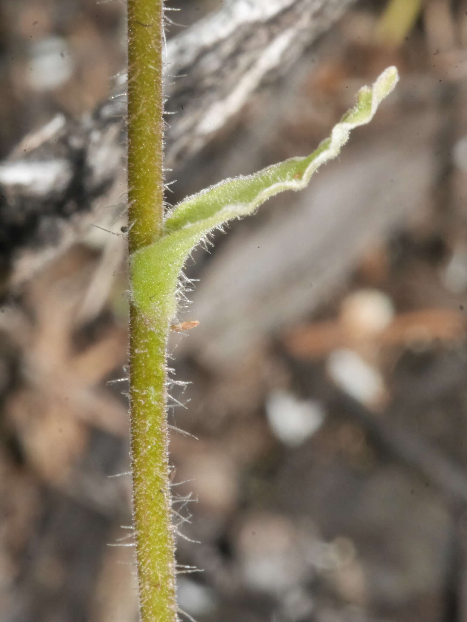 Image of Craspedia uniflora var. grandis Allan