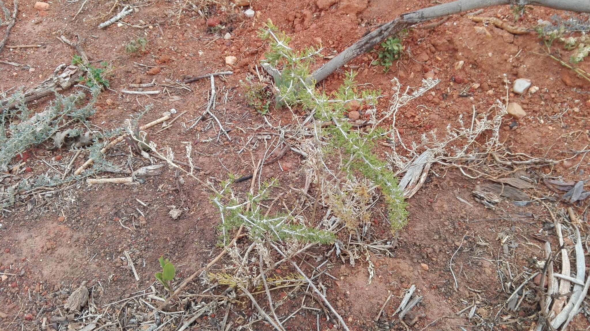 Image of Asparagus burchellii Baker