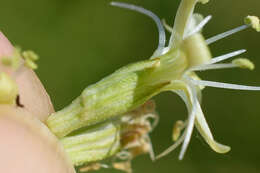 Image of Siberian catchfly