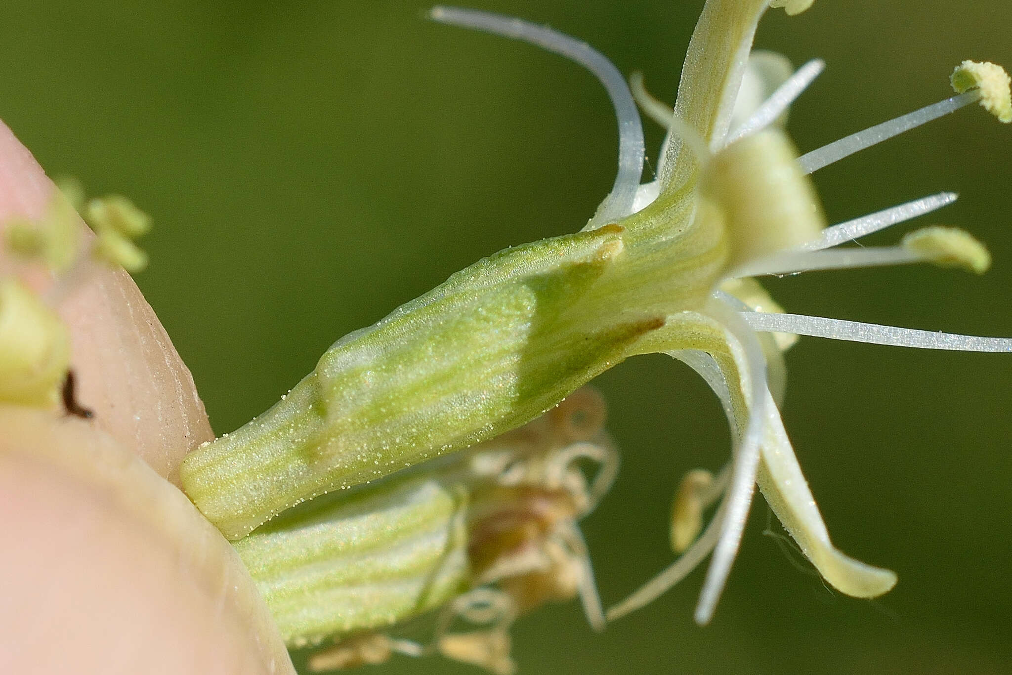 Image de Silene sibirica (L.) Pers.