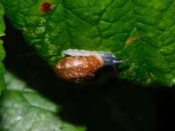 Image of Urticicola umbrosus (C. Pfeiffer 1828)