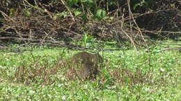 Image of Brazilian Guinea Pig