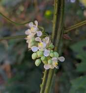 Слика од Serjania rubicaulis Bentham ex Radlk.