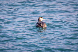 Imagem de Podiceps cristatus cristatus (Linnaeus 1758)