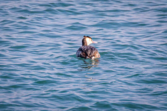 Image of Podiceps cristatus cristatus (Linnaeus 1758)