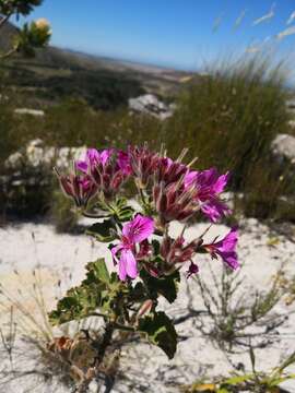 Слика од Pelargonium cucullatum subsp. tabulare B. Volschenk