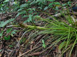 Image of Tillandsia remota Wittm.