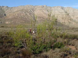 Image of Leucadendron corymbosum Berg.