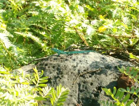 Image of Clarion Island Tree Lizard