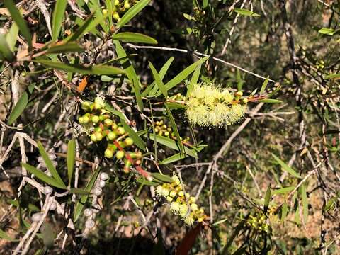 Sivun Callistemon formosus S. T. Blake kuva